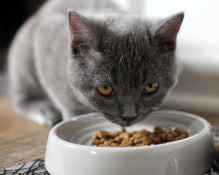 Grey cat eating from while bowl