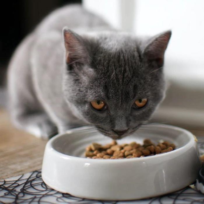 Grey cat eating from a while bowl