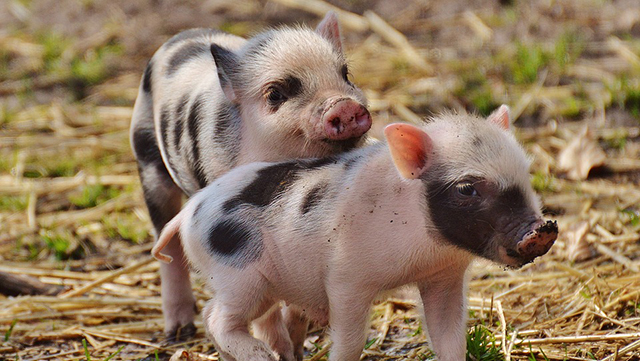Piglets playing