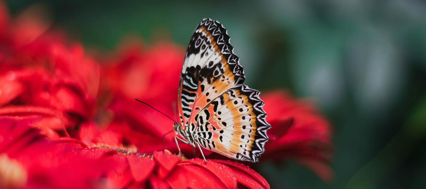 Orange monarch butterfly on red flower