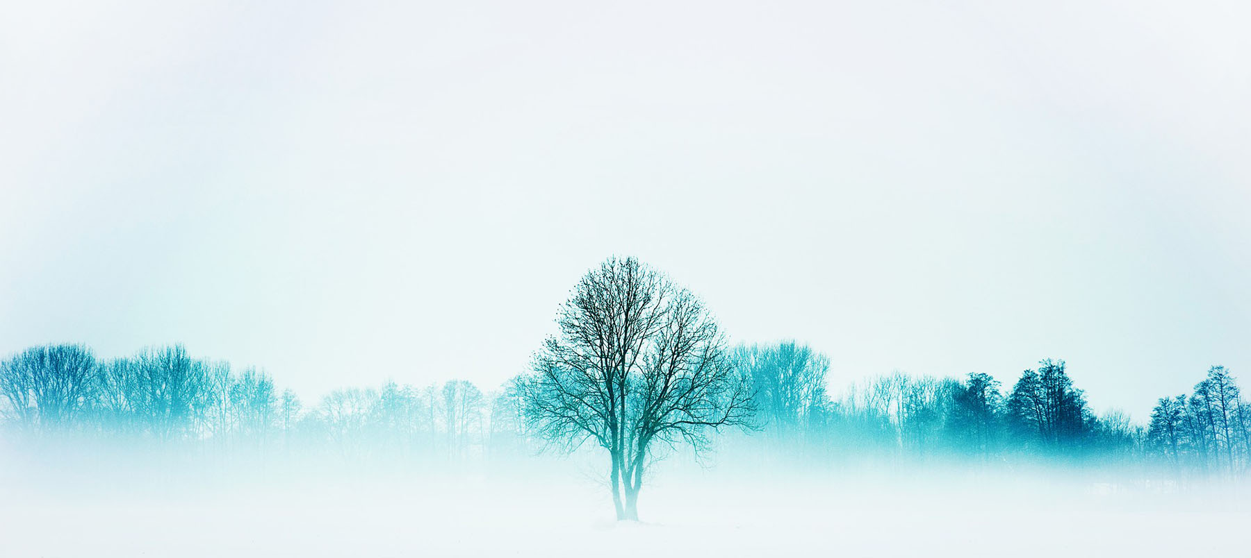  Tree in the mist