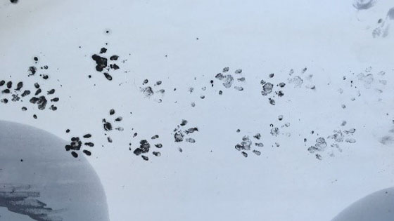 Hedgehog footprints inked on paper