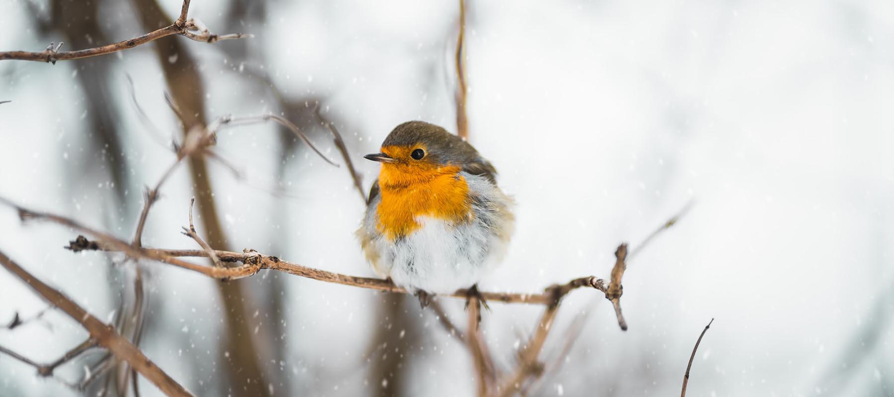 Robin sitting on a snow covered branch