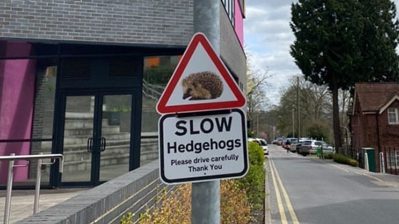Road sign for hedgehog crossing