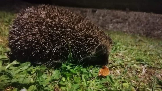hedgehog on grass