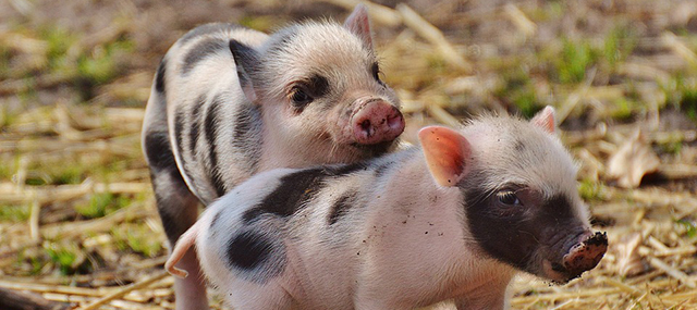 Two black and pink piglets, one resting its chin on the other