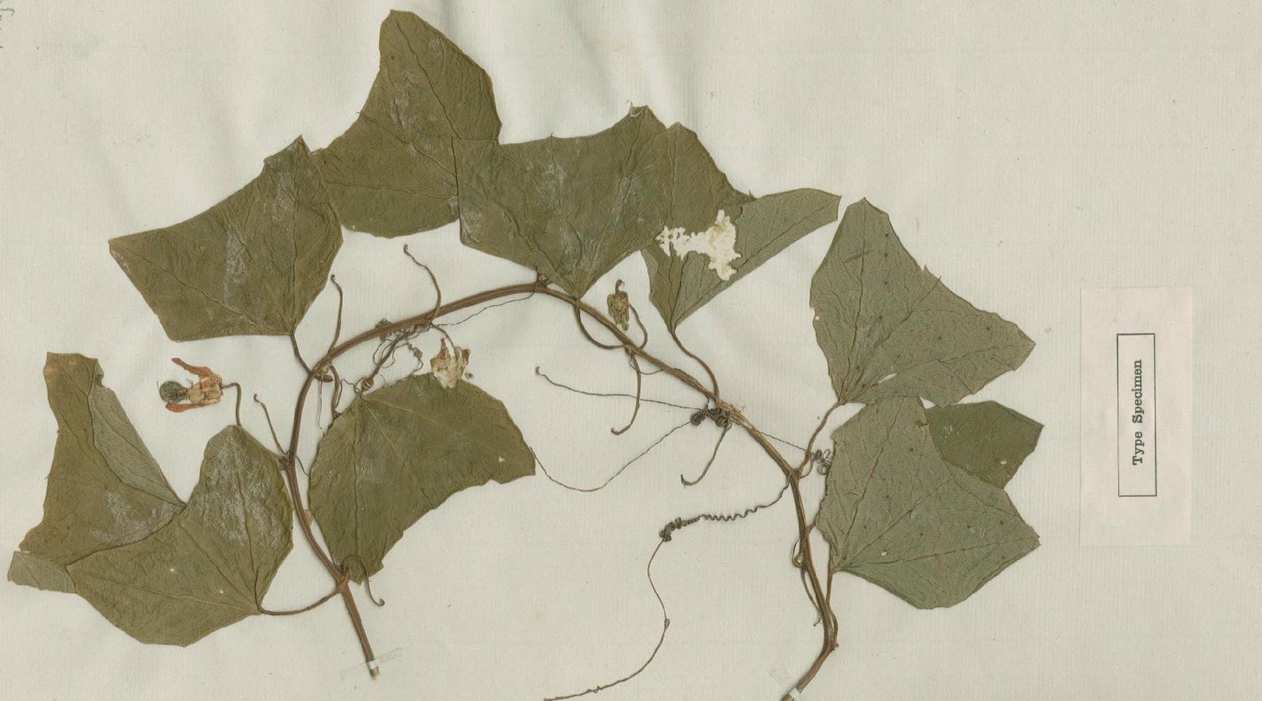 A dried and pressed specimen of the tropical flower Passiflora andersonii