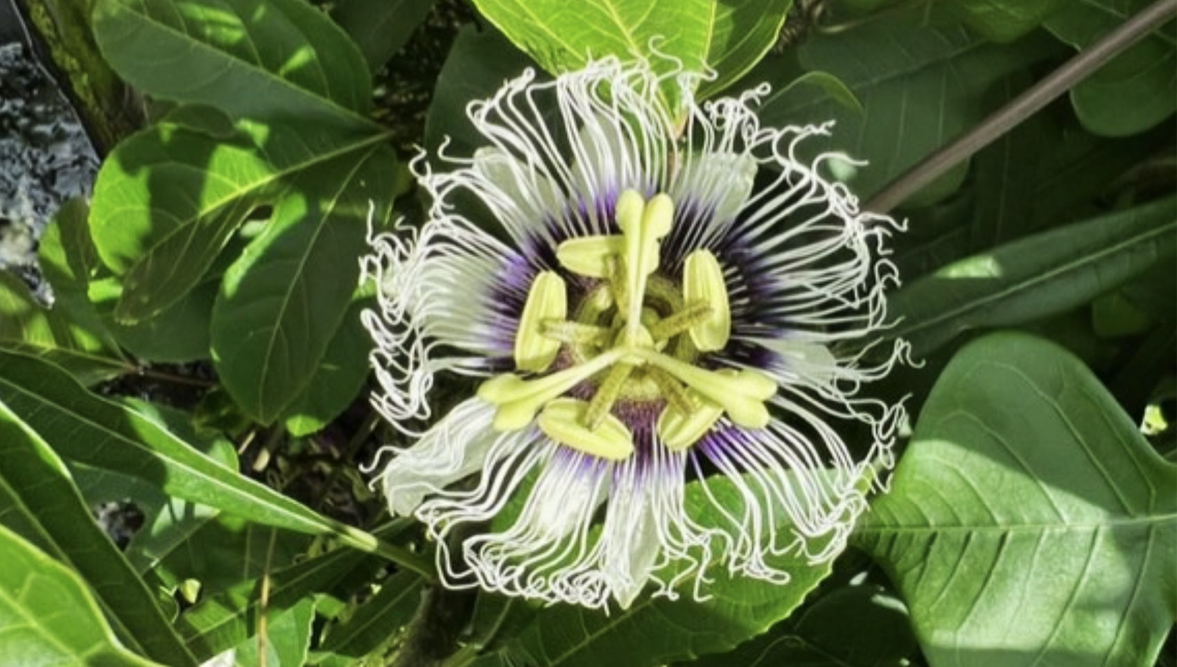 A passionflower growing in the wild in the Caribbean