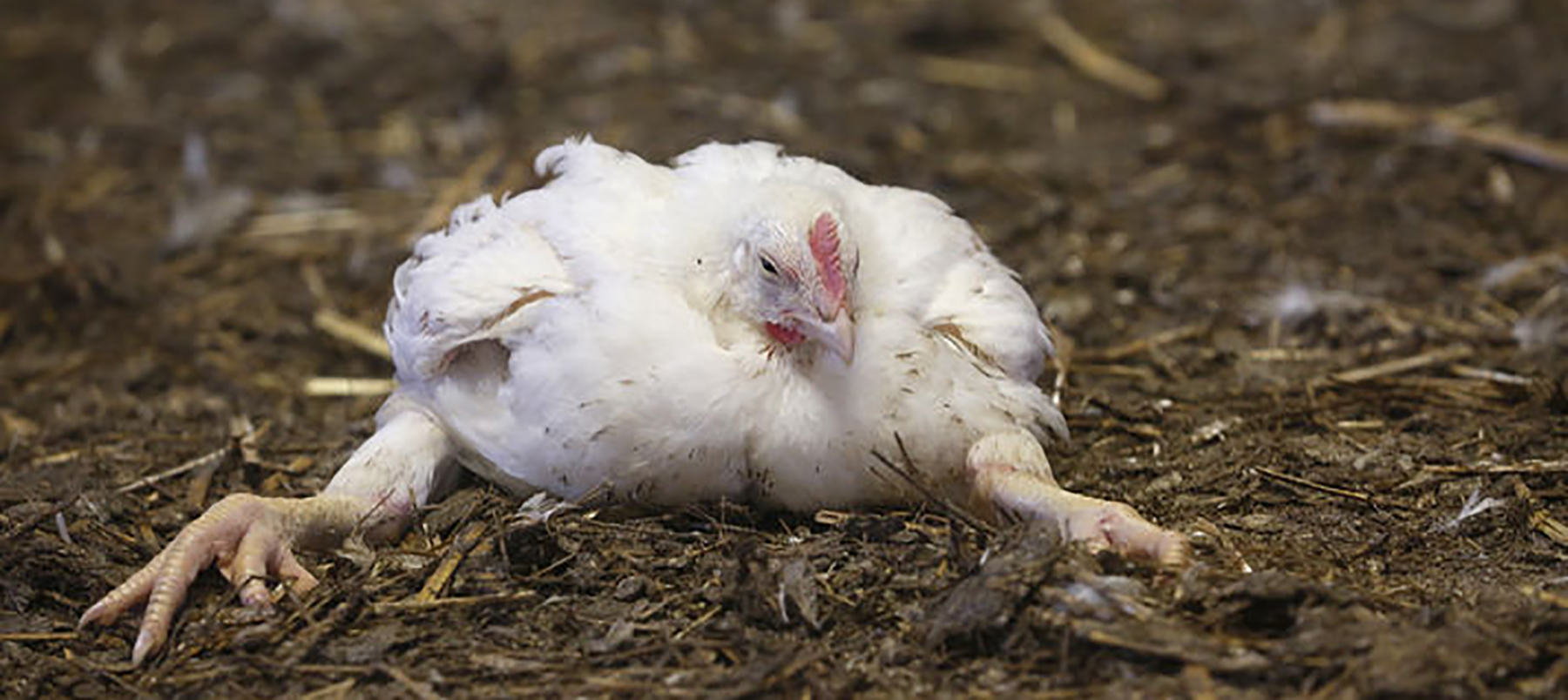 Animal Welfare at Winchester: calling for better welfare conditions for meat chickens - image of suffering chicken