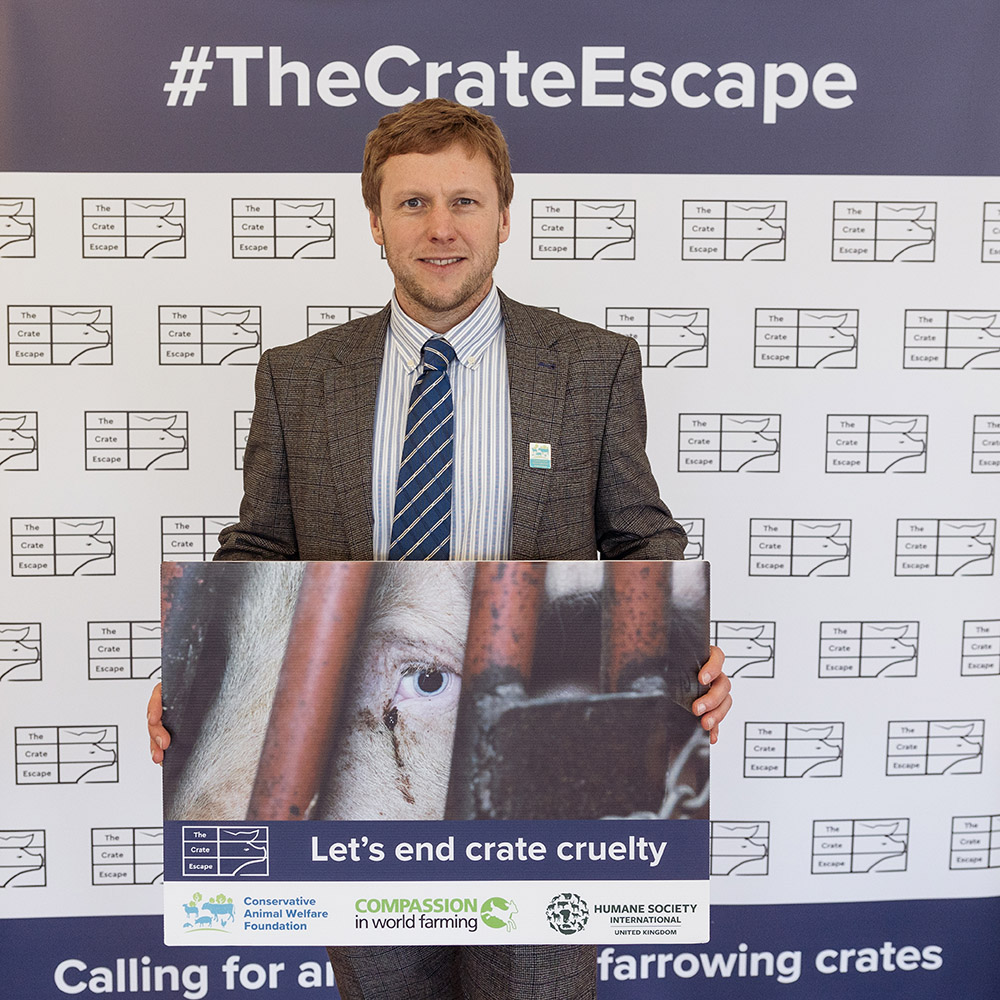 The Crate Escape: Winchester animal welfare expert joins calls for ban on pig farrowing crates